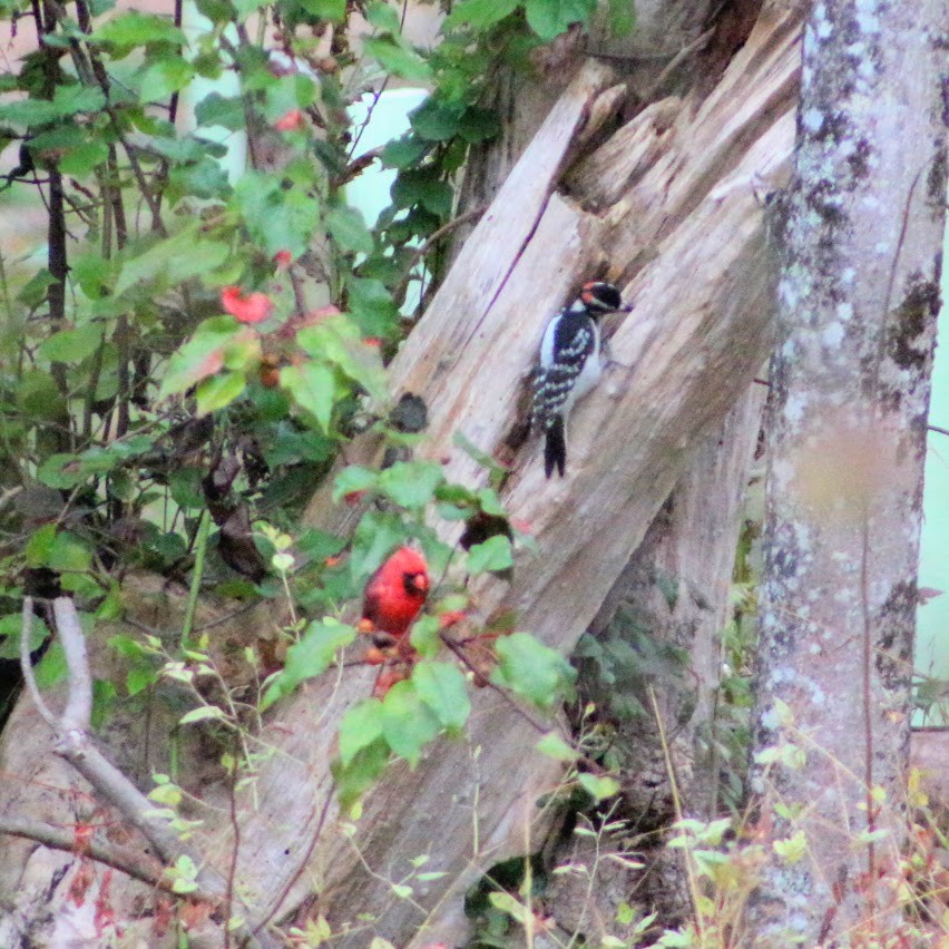 Hairy Woodpecker - ML643549581