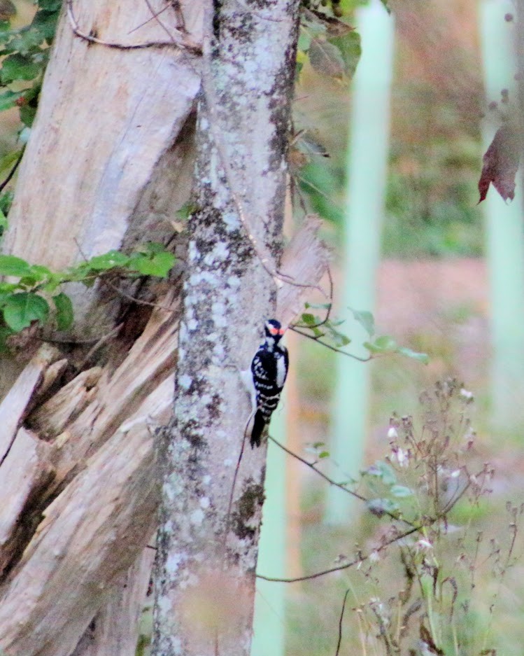 Hairy Woodpecker - ML643549582