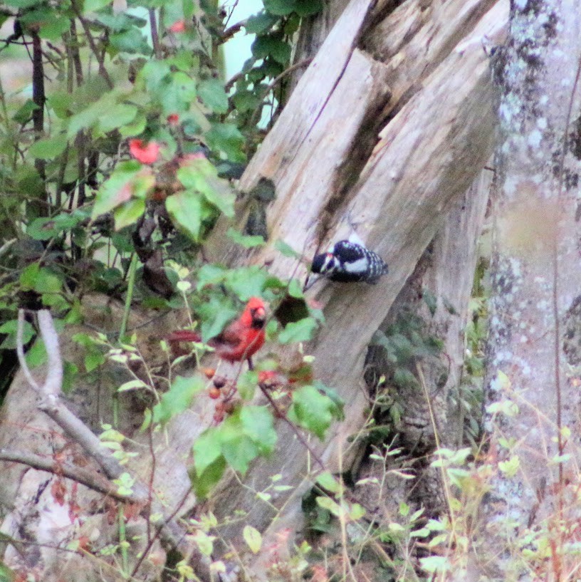 Hairy Woodpecker - ML643549589
