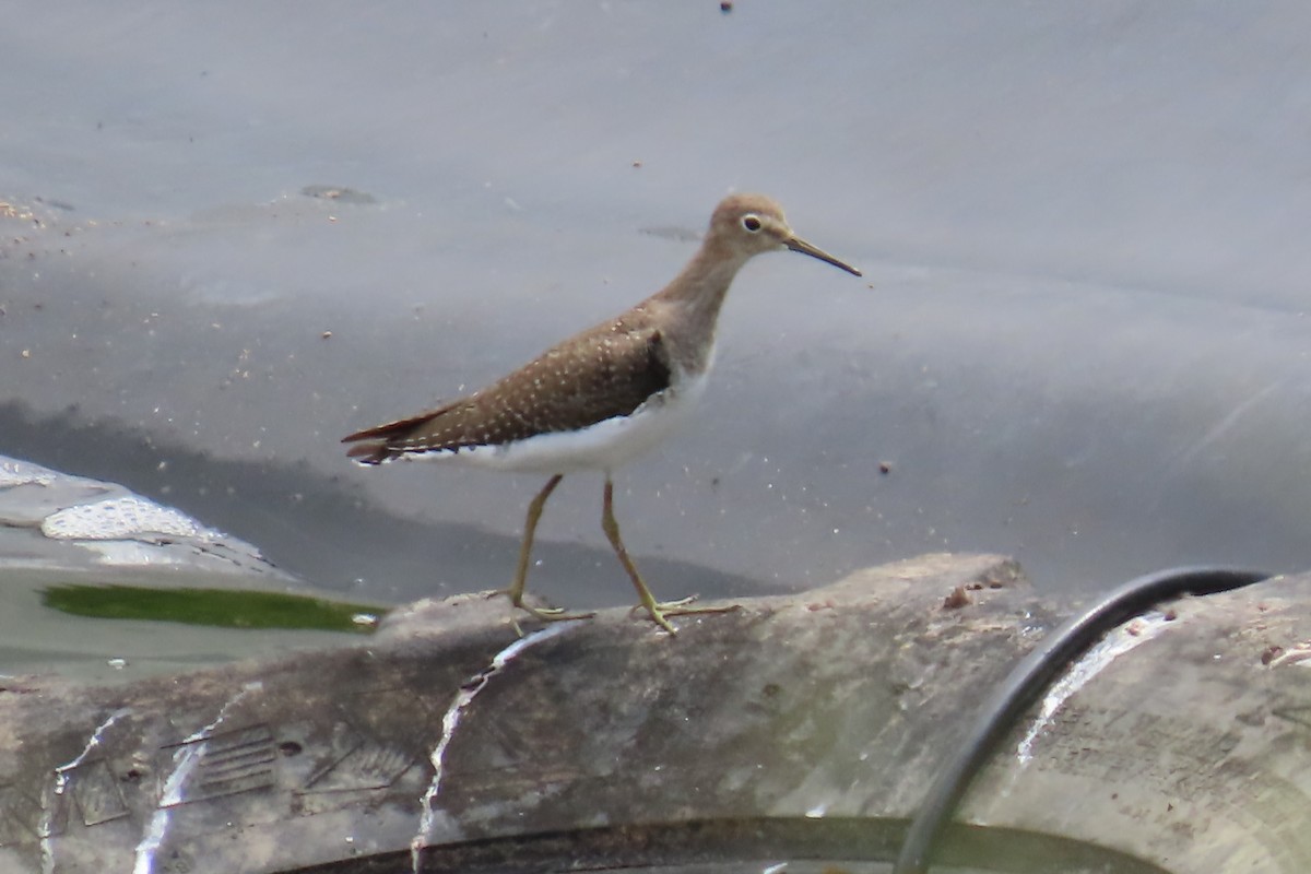 Solitary Sandpiper - ML643549590
