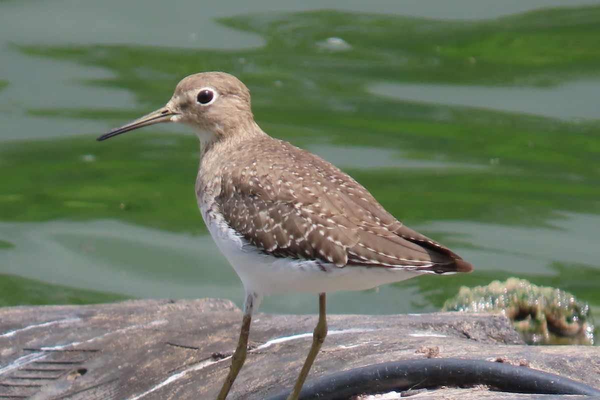Solitary Sandpiper - ML643549591