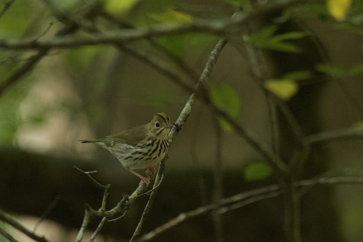 Ovenbird - ML643549599