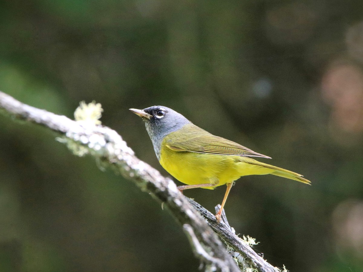 MacGillivray's Warbler - ML643549624