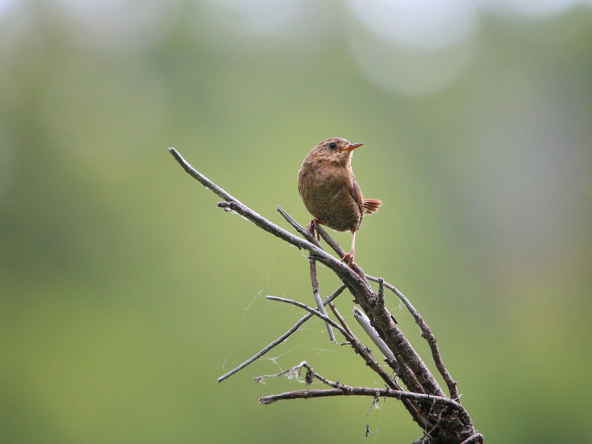 Pacific Wren - ML643549633