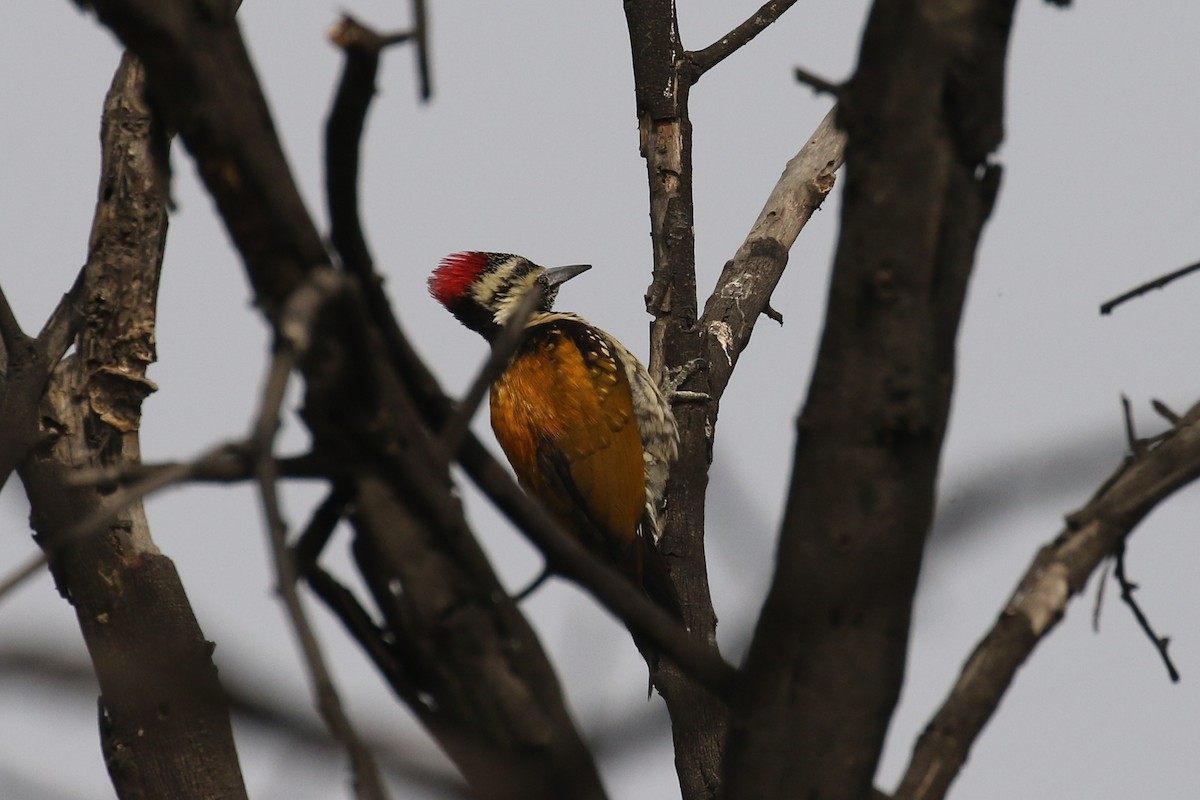 Black-rumped Flameback - ML643549635