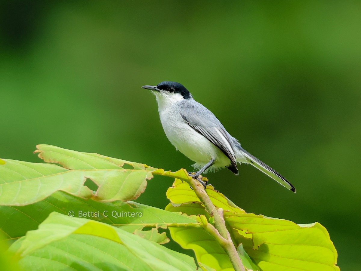 Gobemoucheron tropical - ML643549638