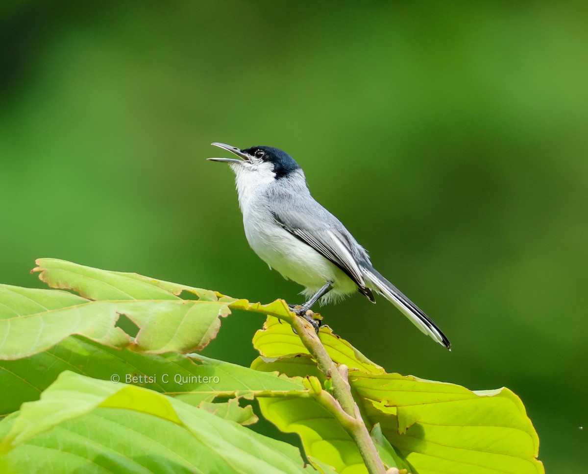 Gobemoucheron tropical - ML643549639