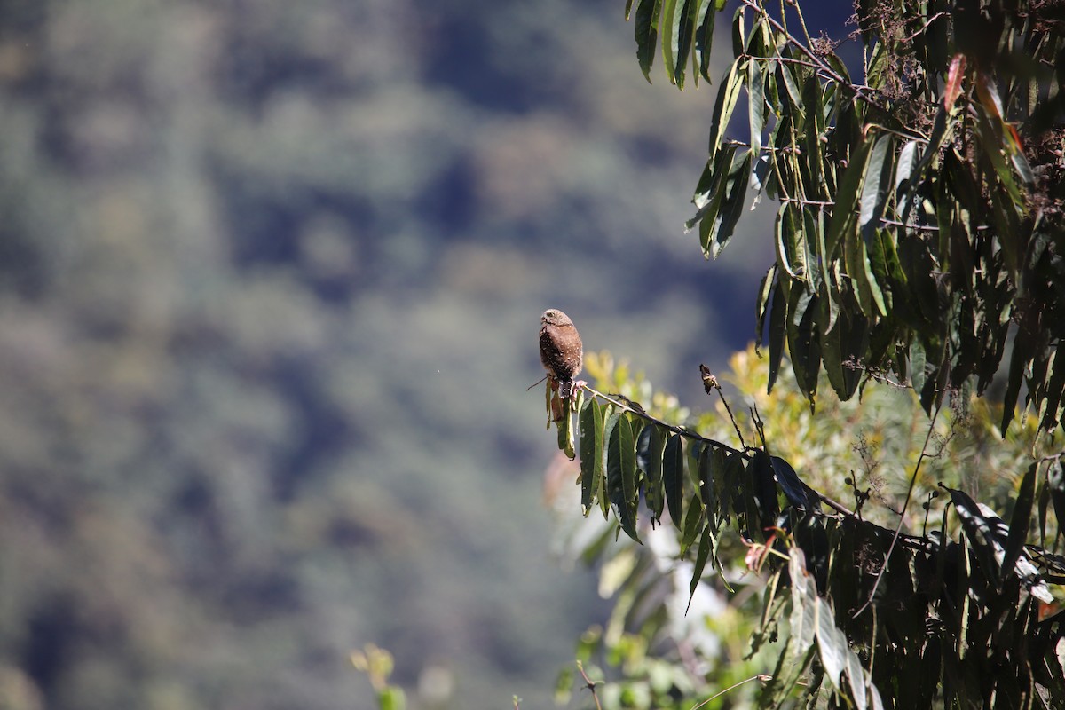 Yungas Serçe Baykuşu - ML643549660