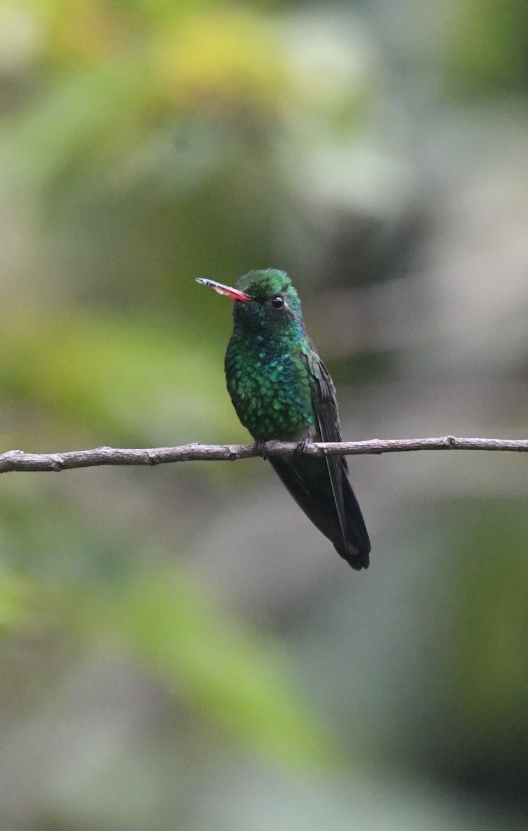 Canivet's Emerald - ML643549665