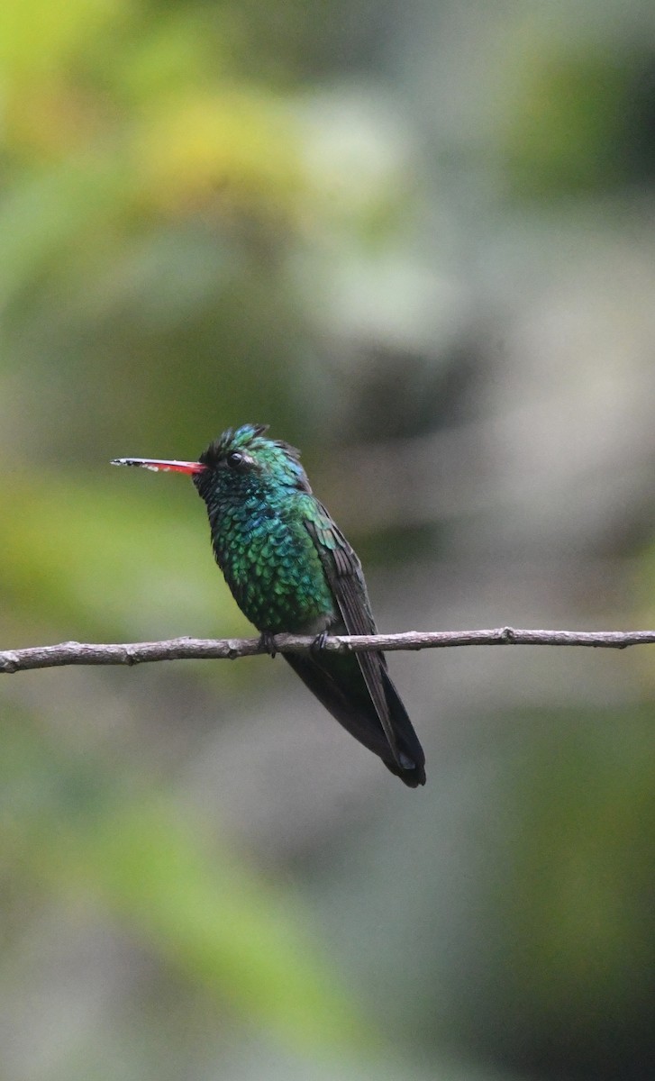 Canivet's Emerald - ML643549666