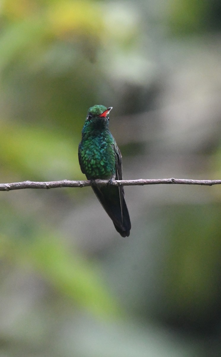 Canivet's Emerald - ML643549667