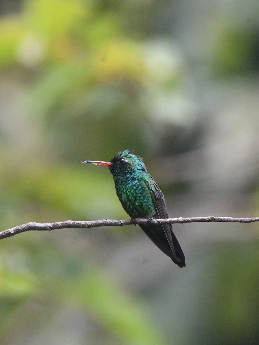 Canivet's Emerald - ML643549668