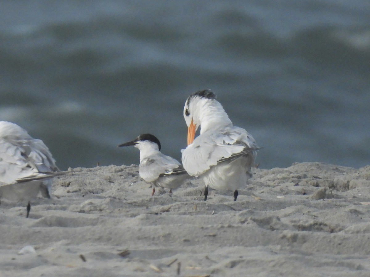 Common Tern - ML643549669