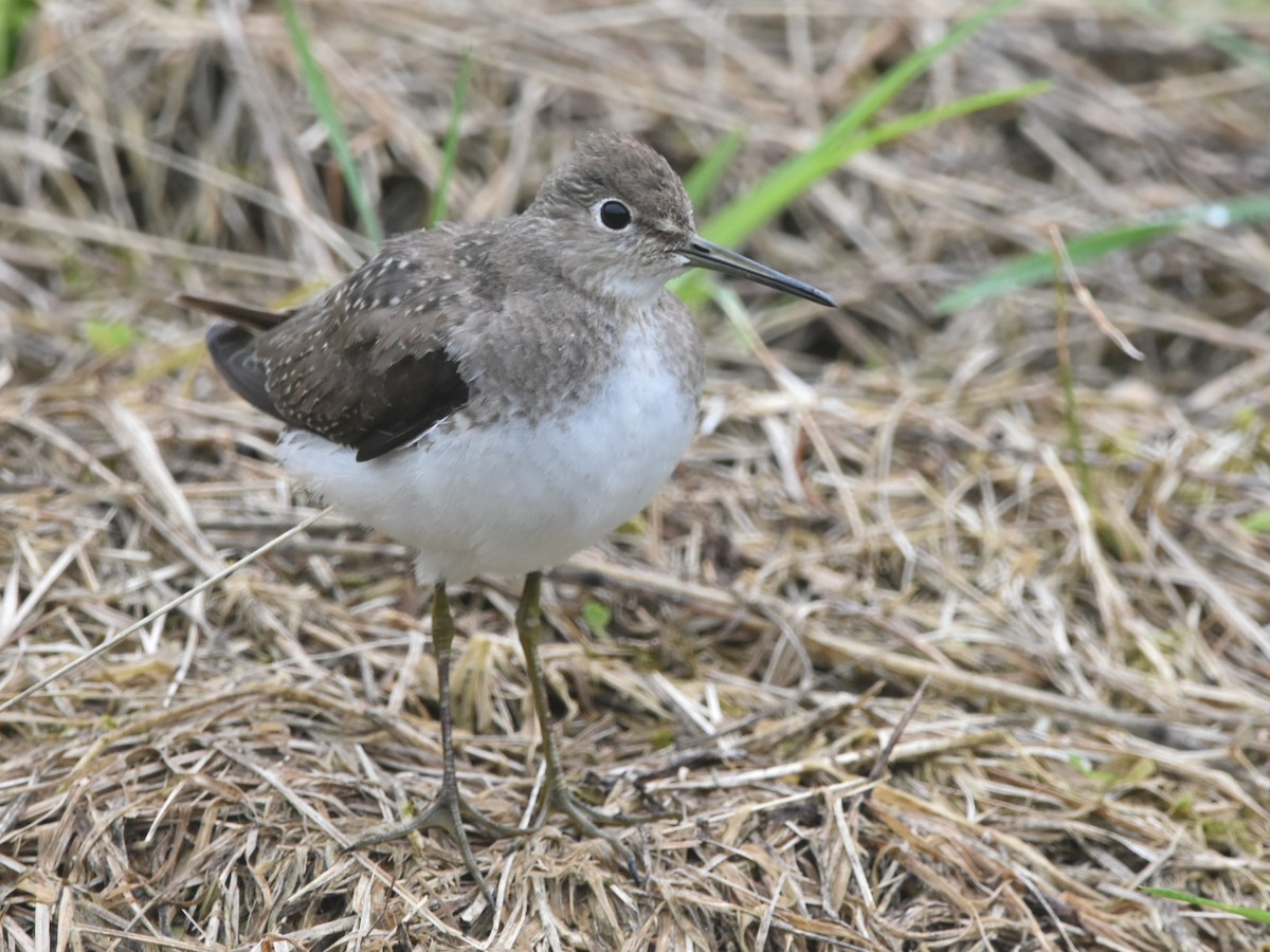 Solitary Sandpiper - ML643549672