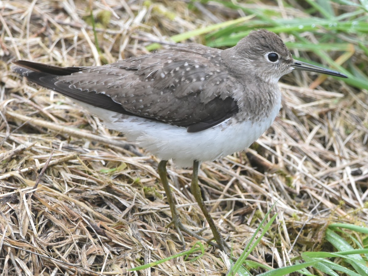 Solitary Sandpiper - ML643549673