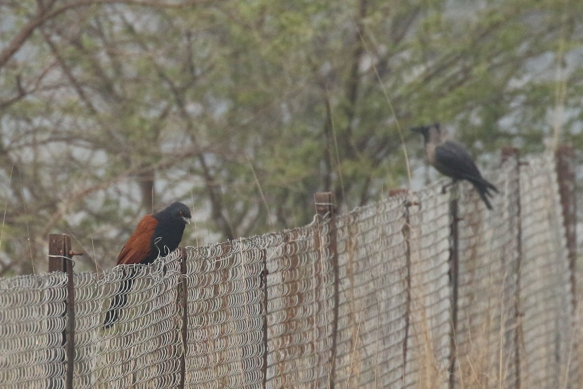 Greater Coucal - ML643549678