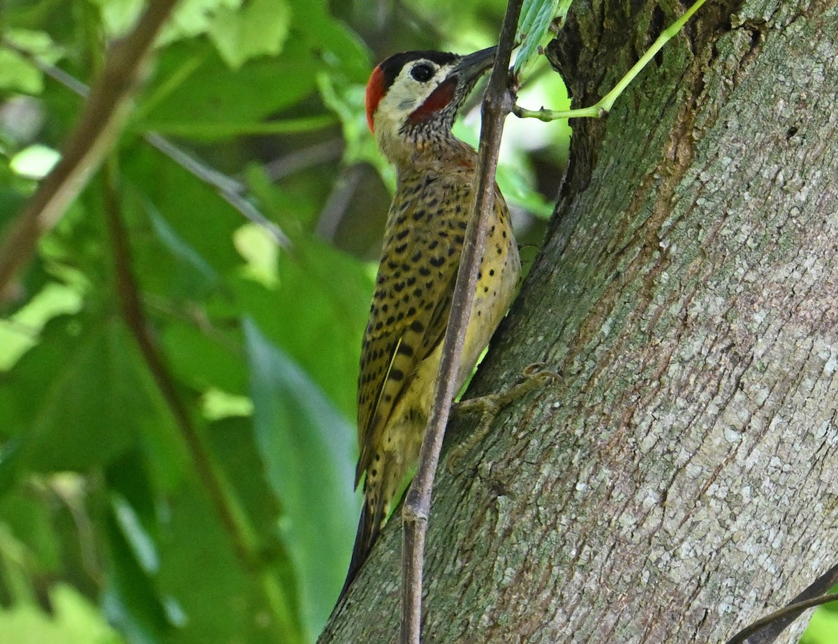 Spot-breasted Woodpecker - ML643549694