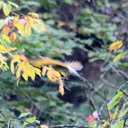 Northern Flicker - ML643549698