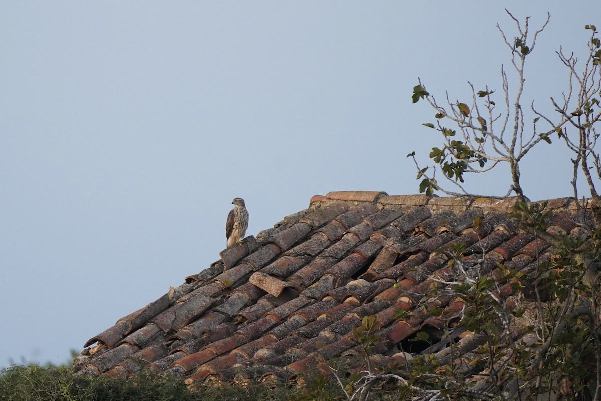 Eurasian Goshawk - ML643549710