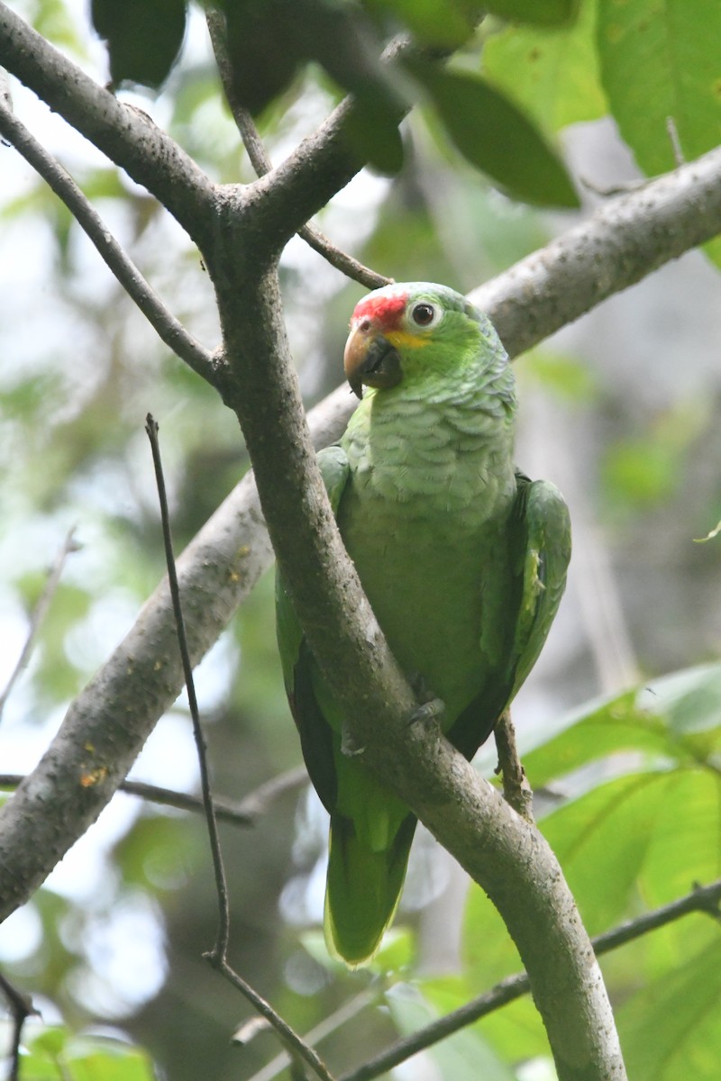 Red-lored Amazon - ML643549718