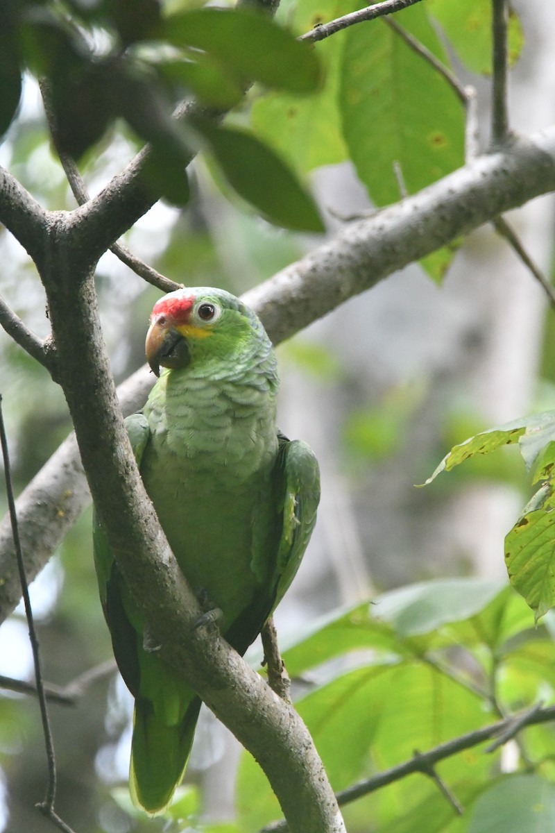 Red-lored Amazon - ML643549719