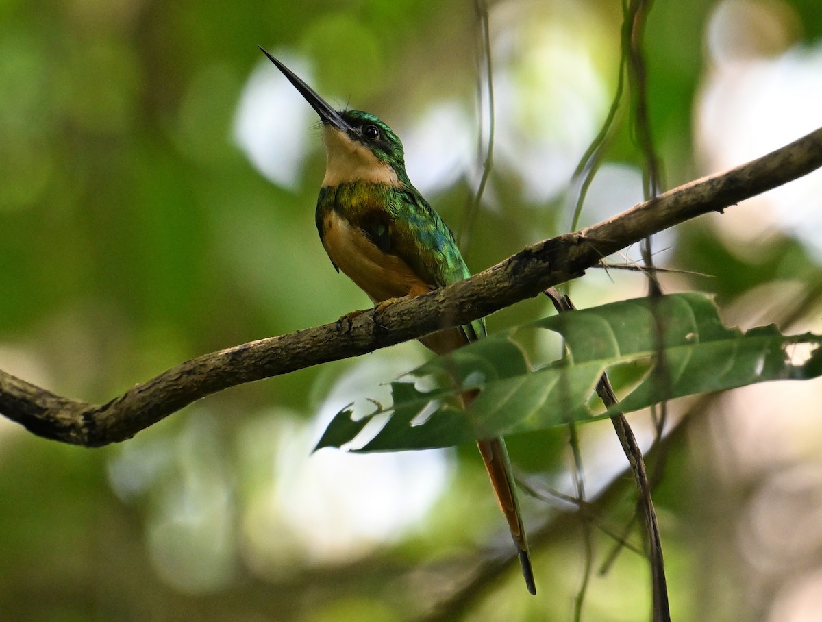 Rufous-tailed Jacamar - ML643549731