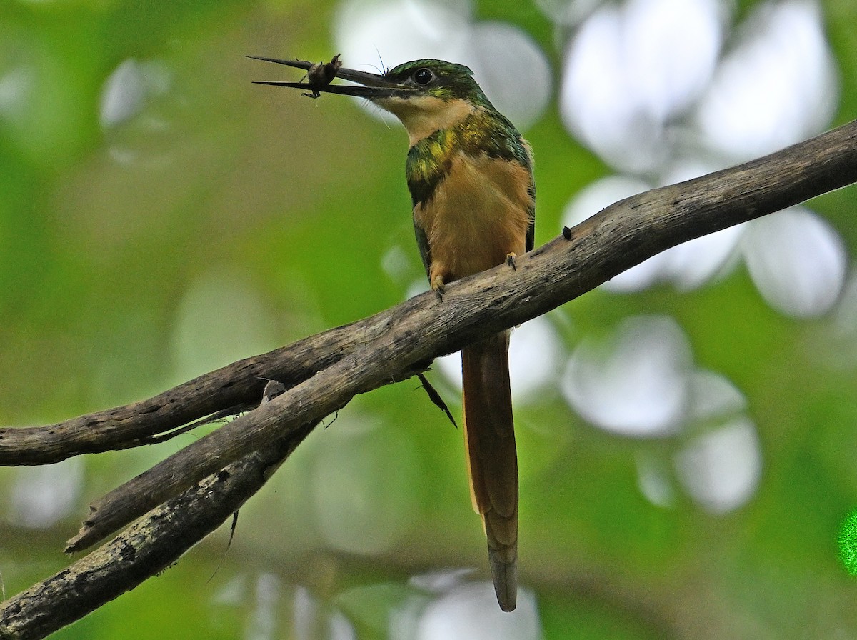 Rufous-tailed Jacamar - ML643549732