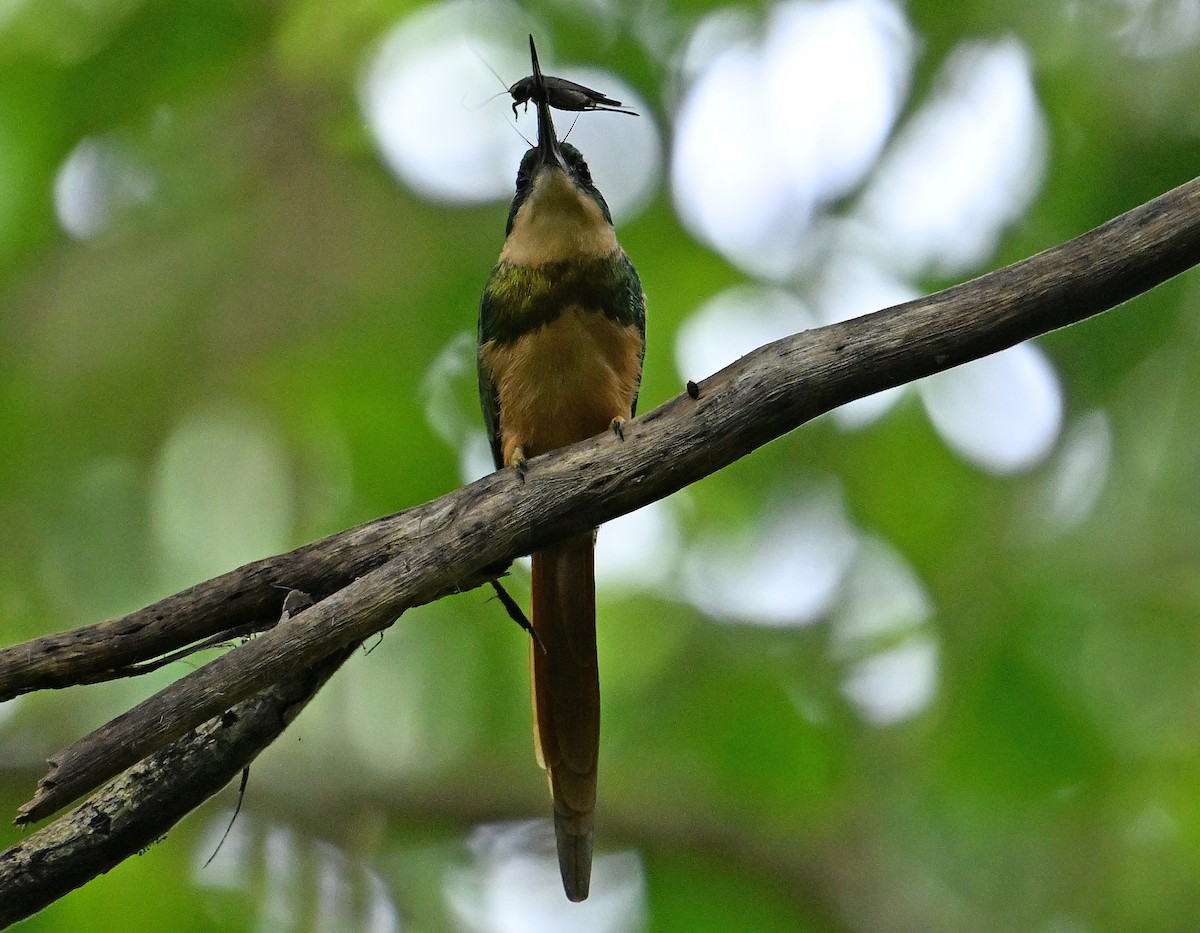 Rufous-tailed Jacamar - ML643549735