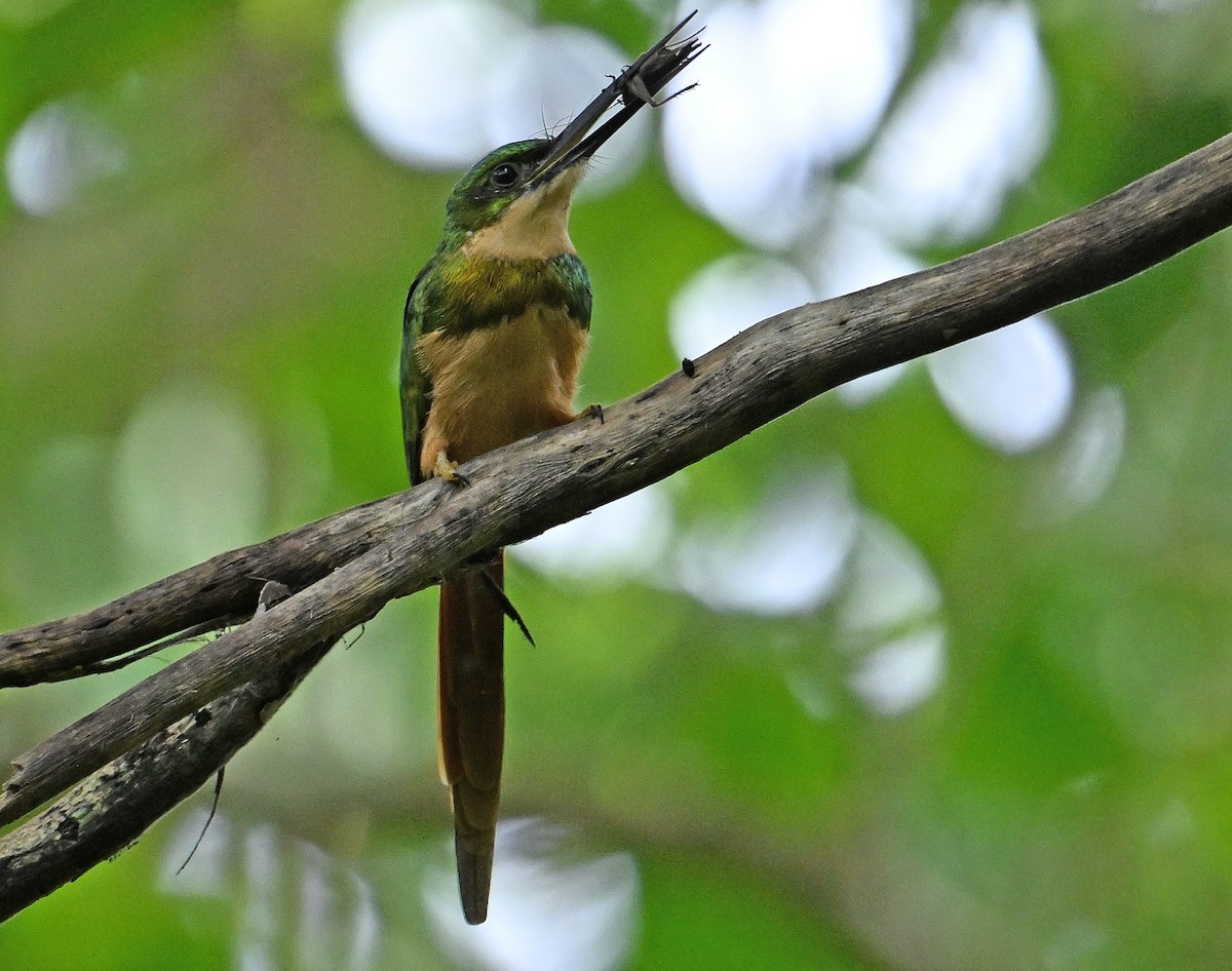 Rufous-tailed Jacamar - ML643549736