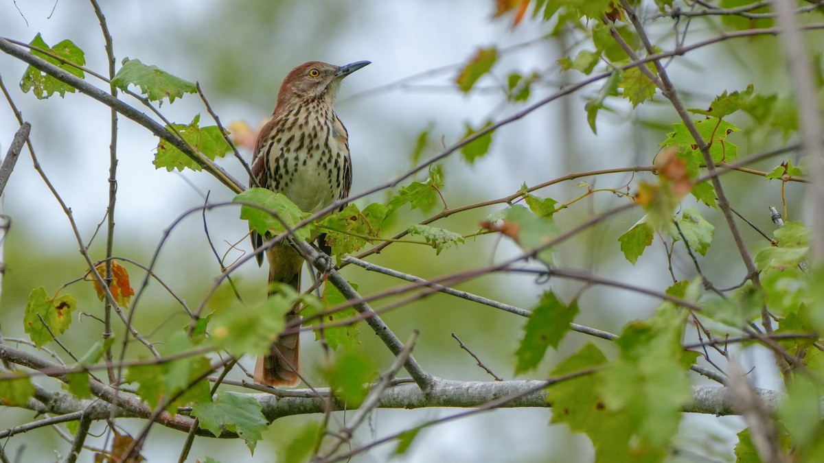 Brown Thrasher - ML643549768