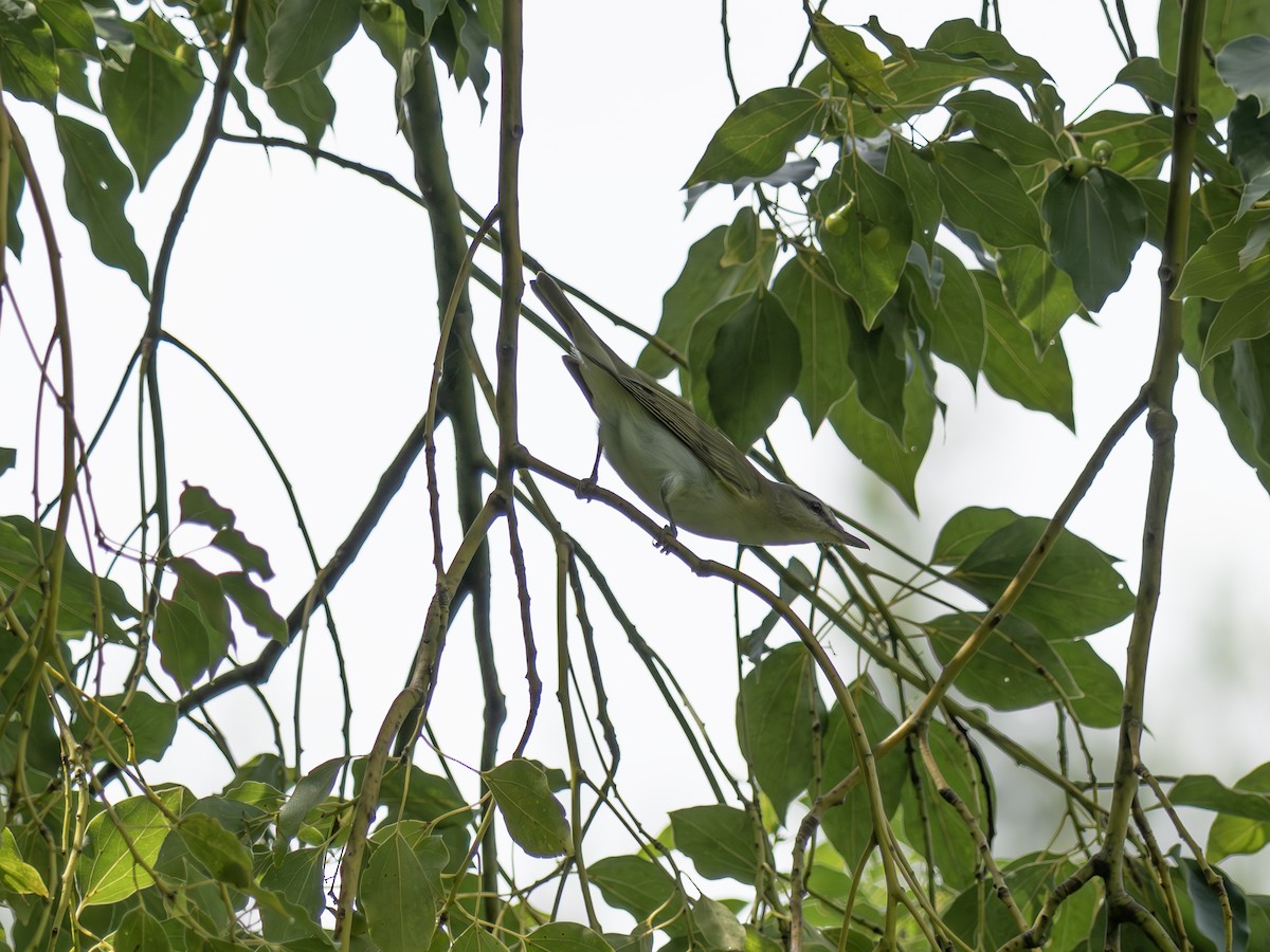 Red-eyed Vireo - ML643549773