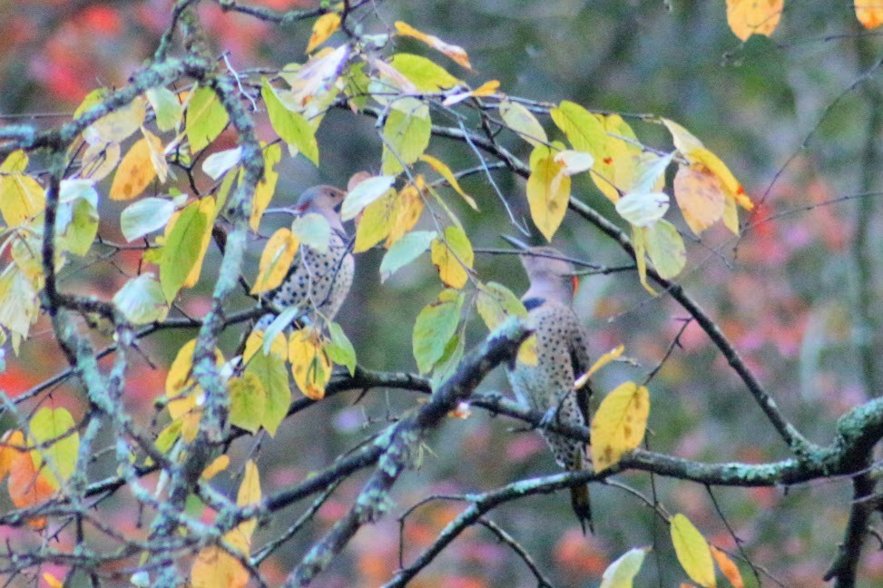 Northern Flicker - ML643549788