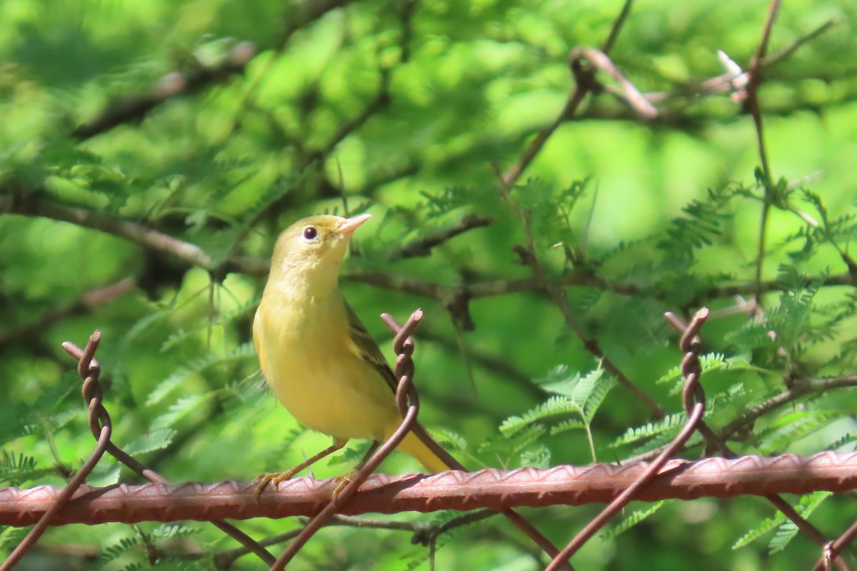 Yellow Warbler - ML643549792