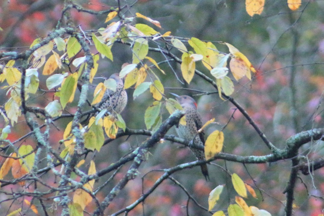 Northern Flicker - ML643549793