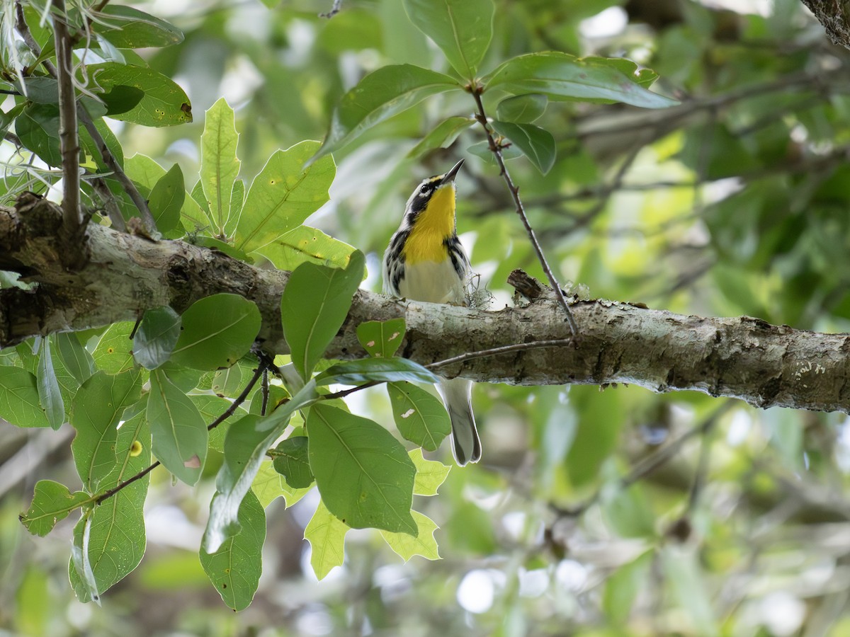 Yellow-throated Warbler - ML643549794