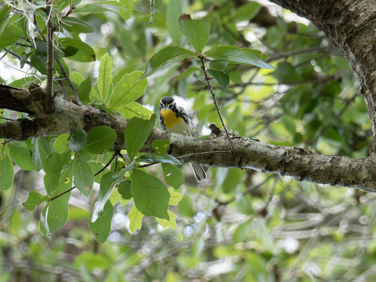 Yellow-throated Warbler - ML643549795