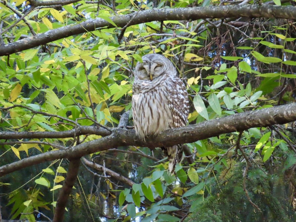 Barred Owl - ML643549798