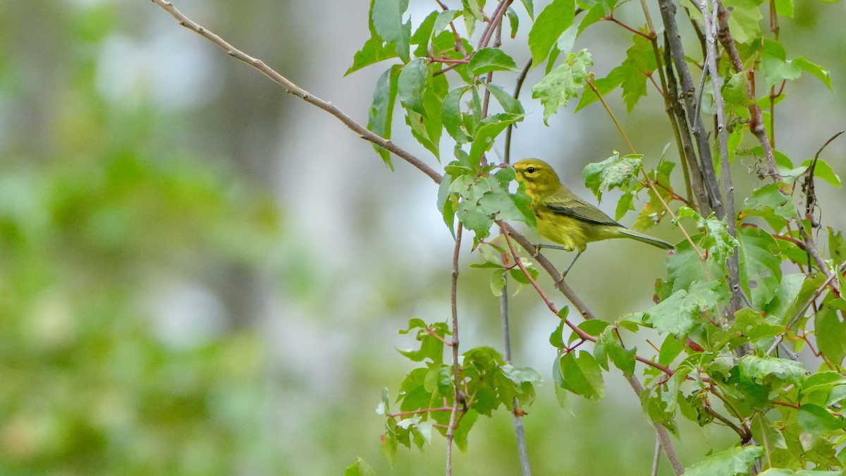 Prairie Warbler - ML643549799