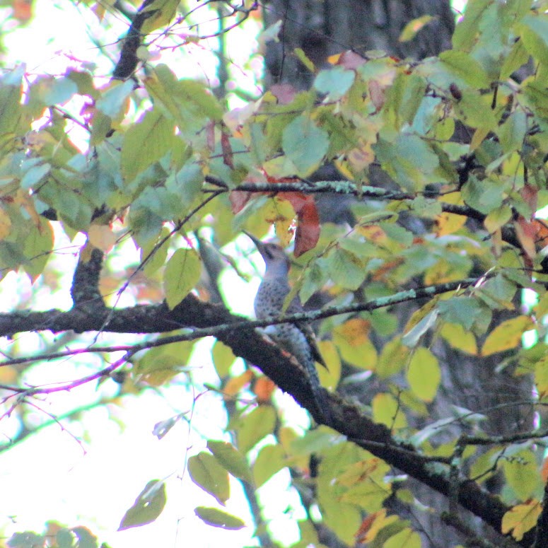 Northern Flicker - ML643549801
