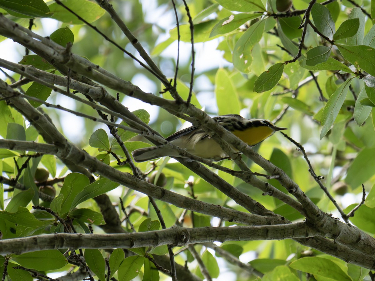 Yellow-throated Warbler - ML643549804