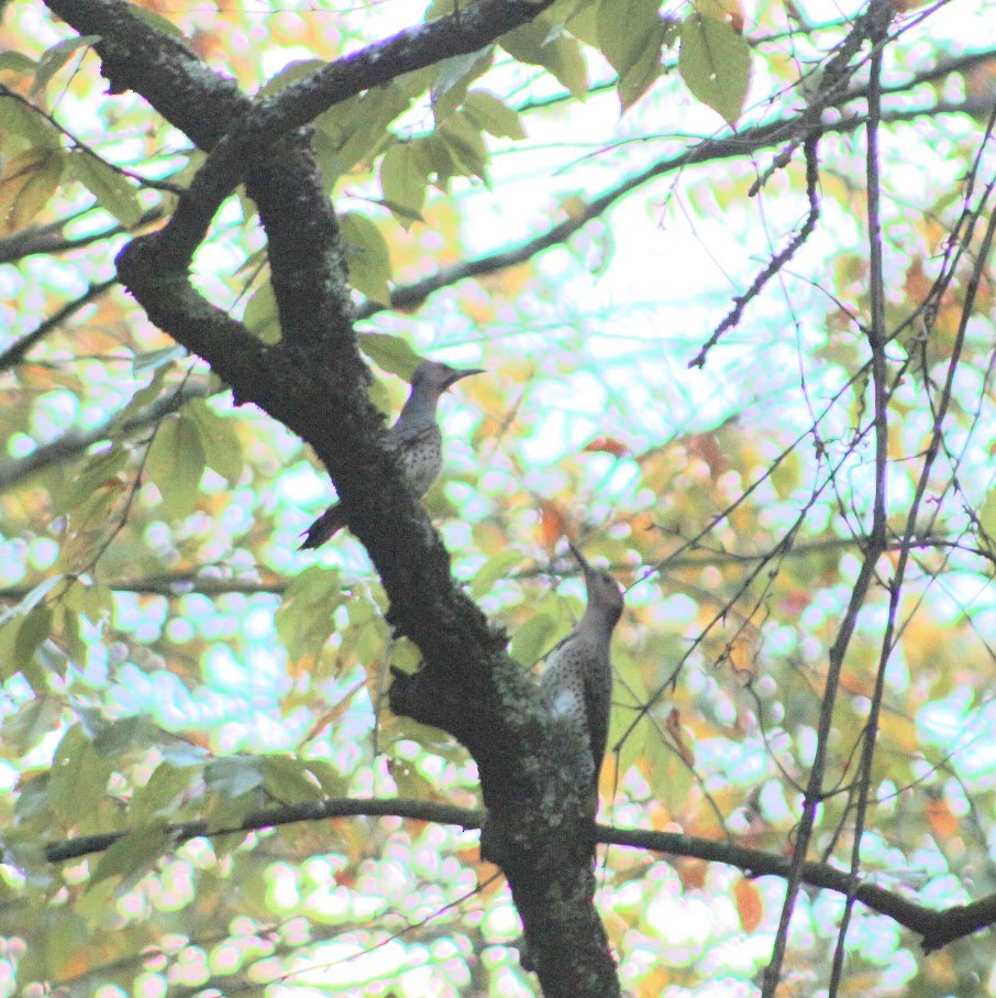 Northern Flicker - ML643549809