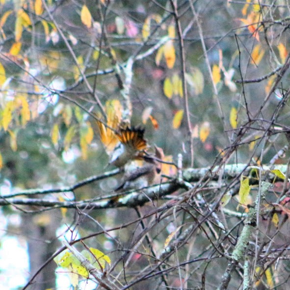 Northern Flicker - ML643549817