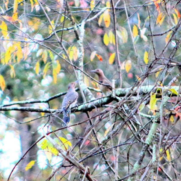 Northern Flicker - ML643549824