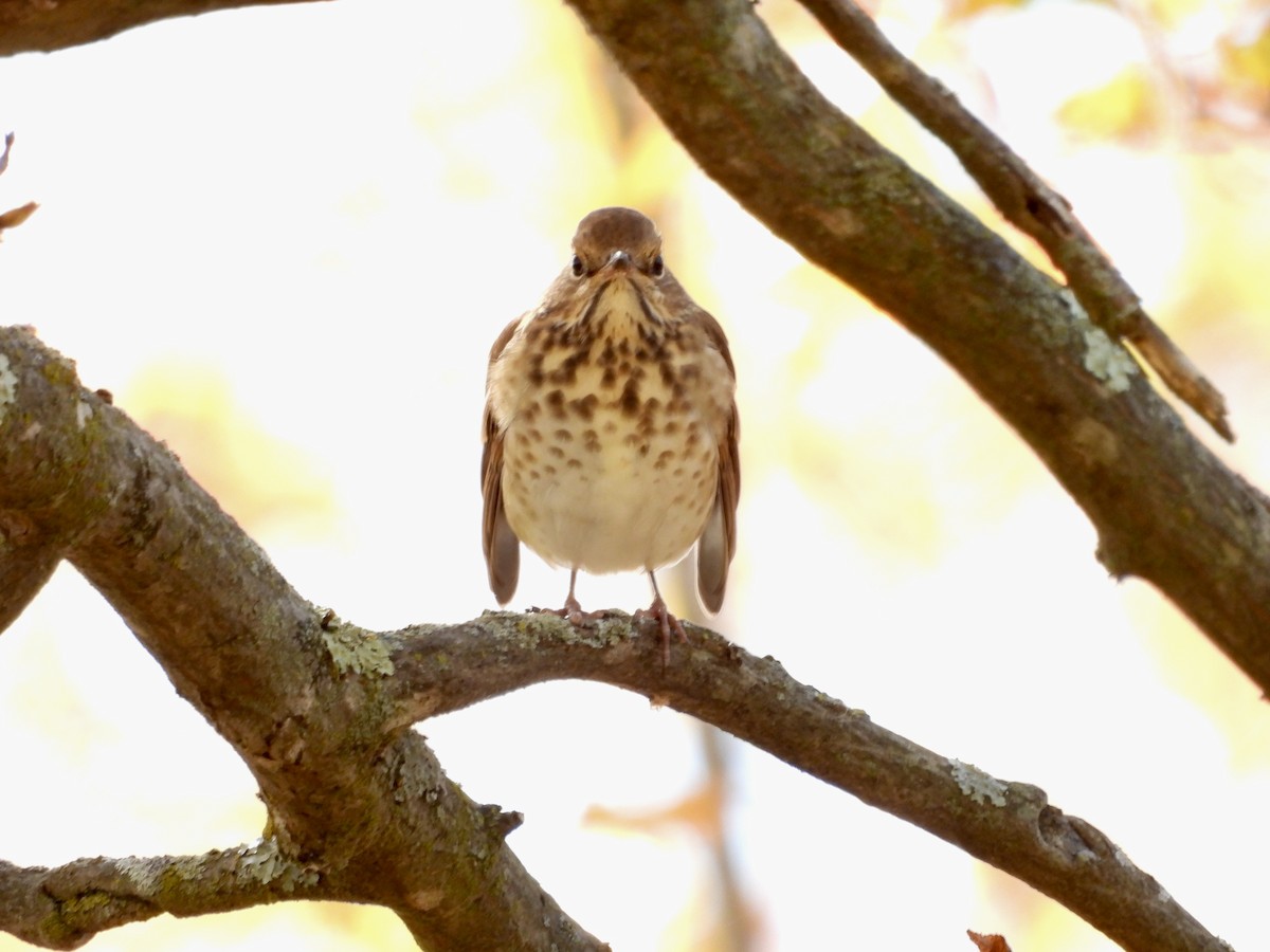 Hermit Thrush - ML643549825