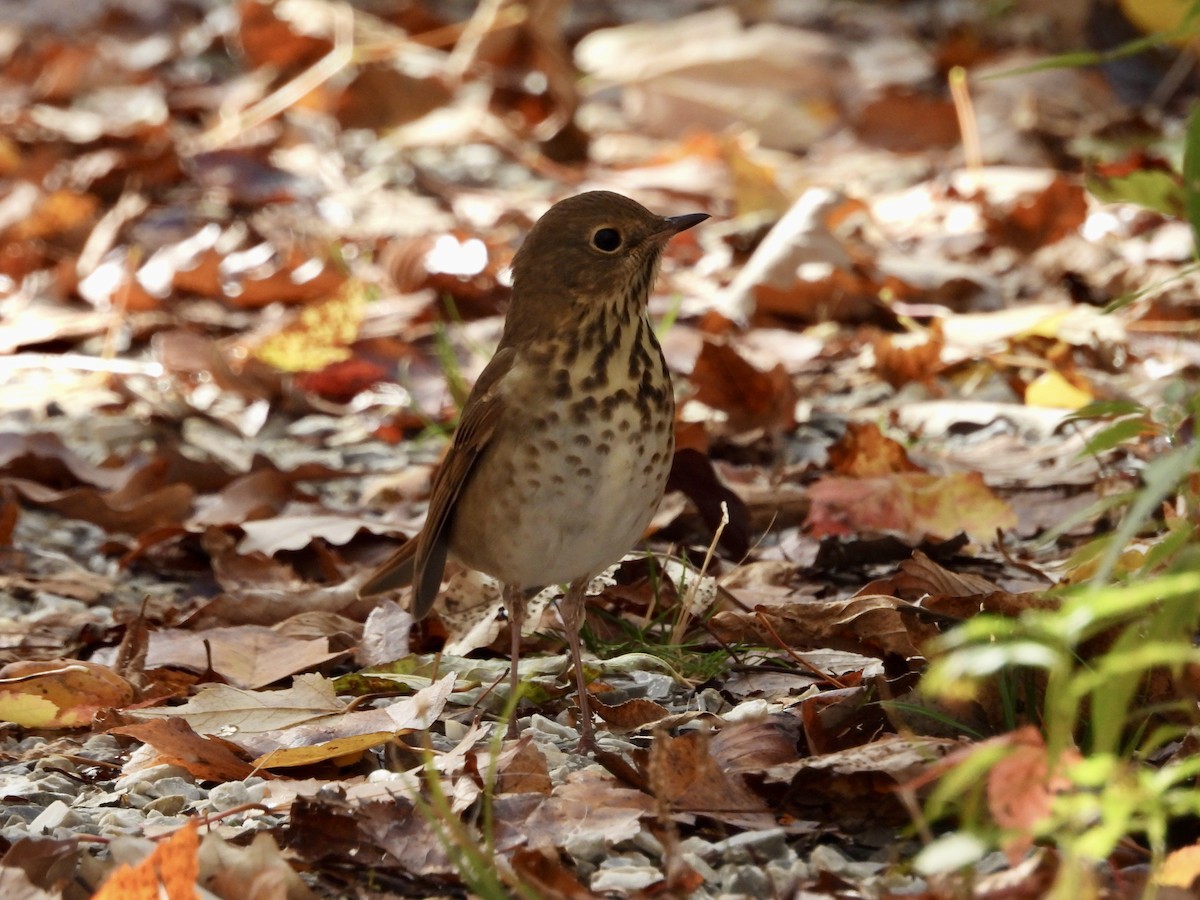 Hermit Thrush - ML643549826