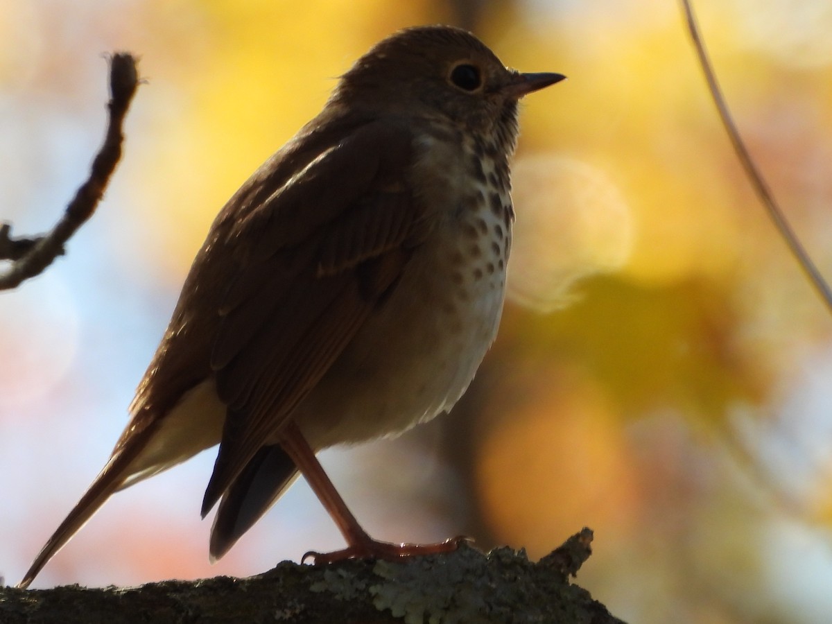 Hermit Thrush - ML643549827