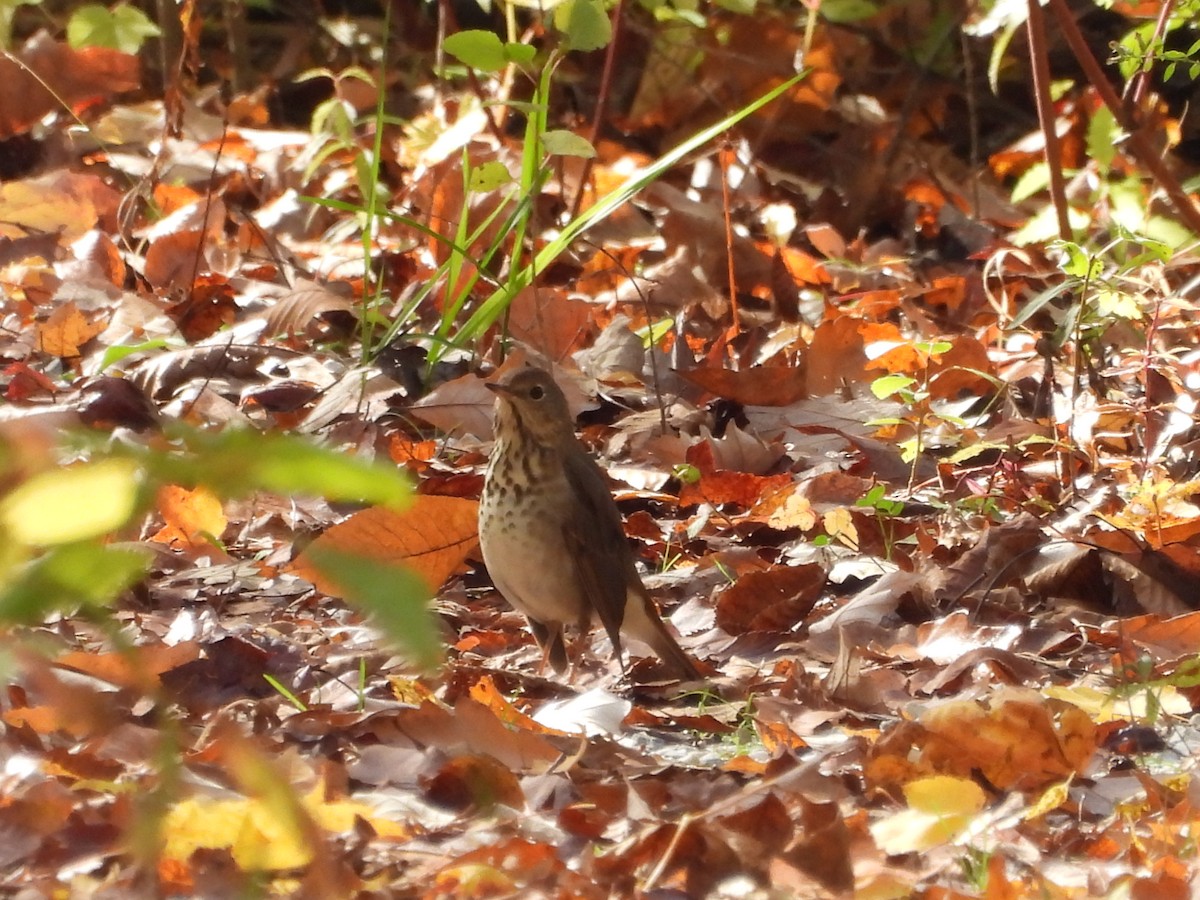 Hermit Thrush - ML643549828