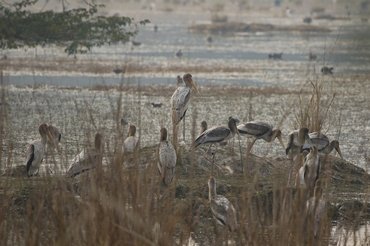 Painted Stork - ML643549836
