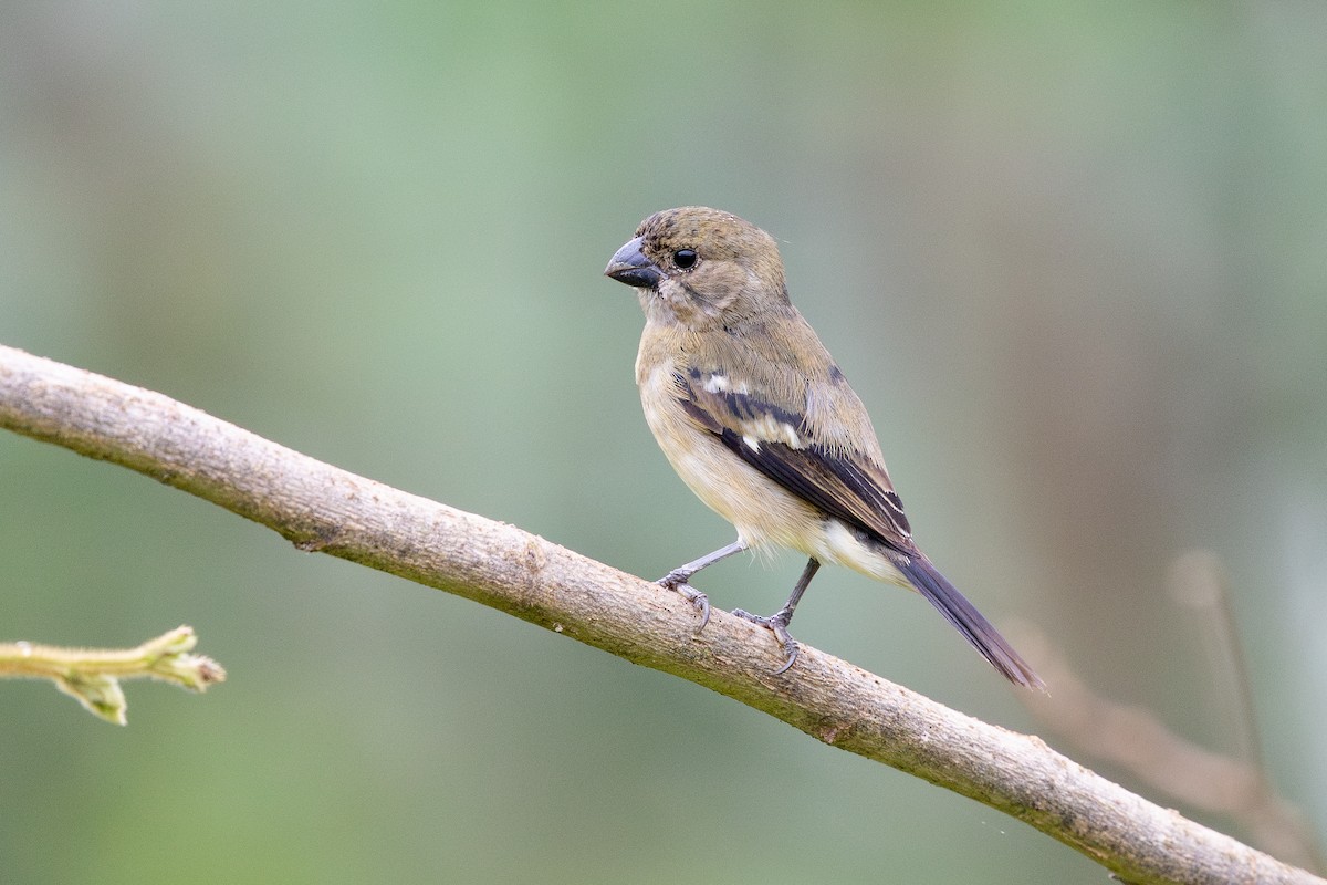 Wing-barred Seedeater - ML643549837