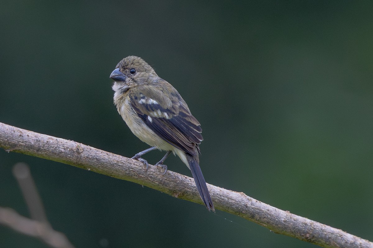 Wing-barred Seedeater - ML643549838